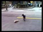 事故にあった仲間を気遣う犬.jpg
