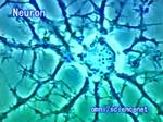Neuron.jpg
